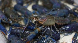 Австралийский красноклешневый лобстер (Австралийский рак)