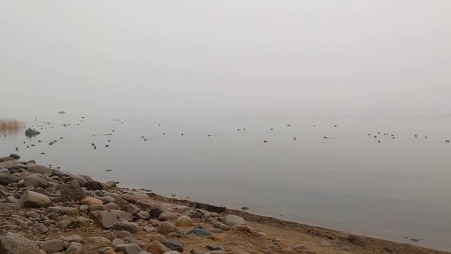 Туман. Утки шумно отряхивают крылья смотреть онлайн