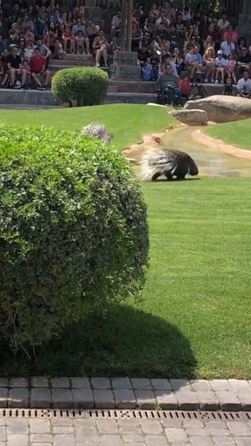 Бегущие дикобразы смотреть онлайн