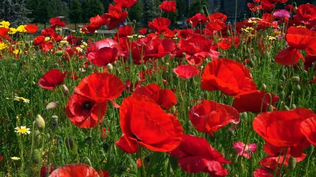 Очень Красивая Музыка. Инструментальная Мелодия - Пение Птиц смотреть онлайн