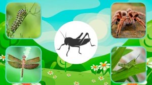 Насекомые для детей Развивающие МУЛЬТИКИ для малышей Учим насекомых бабочка кузнечик муравей паук..