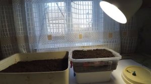 ✅ВЫРАЩИВАЕМ САЛАТ НА ПОДОКОННИКЕ