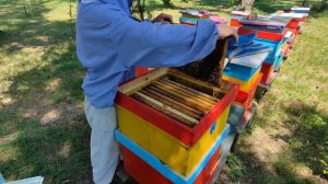 Двухматочное содержание. Ч.2. Объединение пчёл.