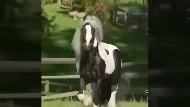 Конь породы "Тинкер" я хочу такого 😍😍кто тоже стафь лайк 😊 смотреть онлайн