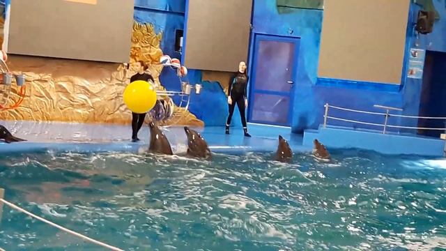 Дельфинарий НЭМО. Дельфины.