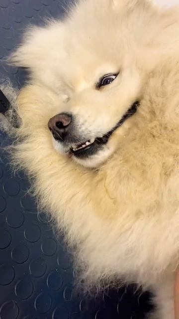 Груминг самоеда, из дачника в конфетку❤️ смотреть онлайн