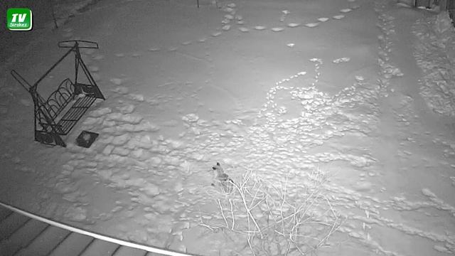 Продолжение похождений Лисы Патрикеевны 