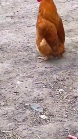 🐓Курва - пингвин🐧