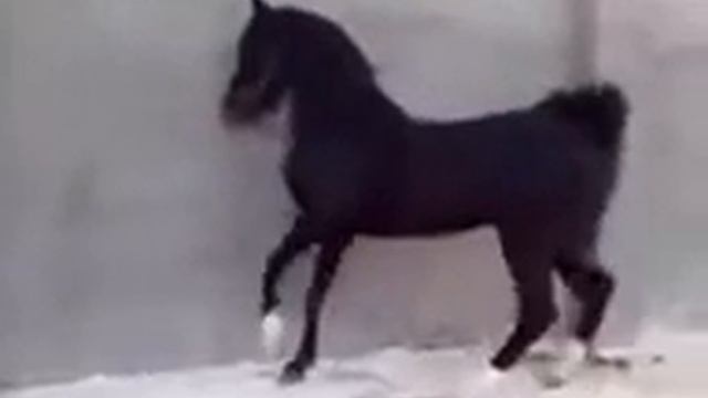 Вот это лошадка смотреть онлайн