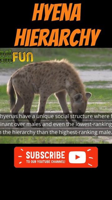 🐺Hyena Hierarchy Interesting FACTS! #shorts #animals смотреть онлайн