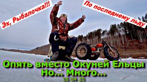 Опять вместо Окуней Ельцы но... Много... 16 04 25