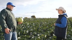 ТОРЕАДОР F1 | Овощная усадьба