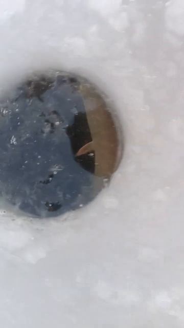 Самый КРУПНЫЙ в мире Ёрш! смотреть онлайн