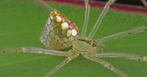 ... Самые необычные Пауки....