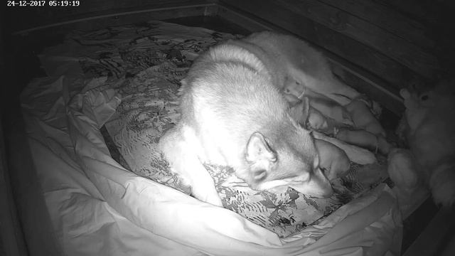 2017-12-24 04-19-19 смотреть онлайн