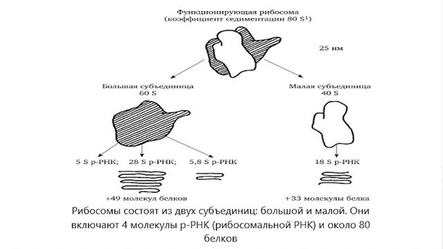Урок 23 | РНК. Виды, строение и функции