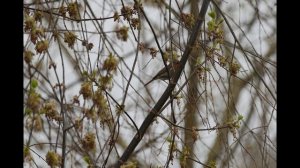 Как поет зарянка