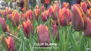 Tulip 'Slawa' (syn. 'Muvota') - FarmerGracy.co.uk