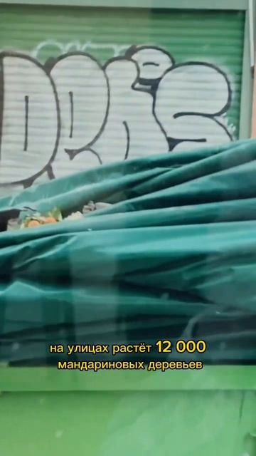 Мандарины в Испании🍊#европа #испания #путешествия #мандарин смотреть онлайн