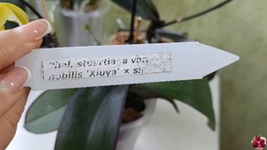 Дві рослини з однією назвою 🤫 порівняємо 😉 Phal. Stuartiana var nobilis 'Xiuya' sib 💛