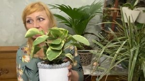 ПЕПЕРОМИЯ ВАРИЕГАТНАЯ ТУПОЛИСТНАЯ🍀 секреты наблюдений