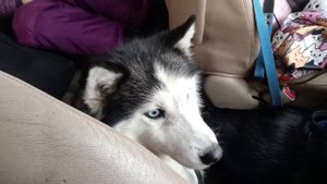 Два веселых гуся