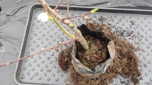 абрикос Саратовский рубин