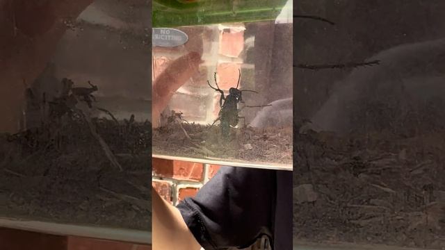 We released a Blue Mud Dauber!!! смотреть онлайн