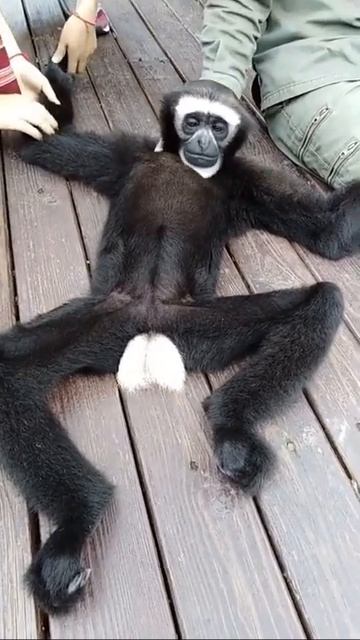 Monkey Animals SOO Cute! AWW Cute baby animals Videos Compilation CUTEST moment of the animals #996 смотреть онлайн