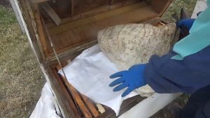 Объединение пчелосемей в лежаке