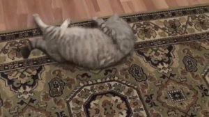 Лечебный сон Алисы -  2016