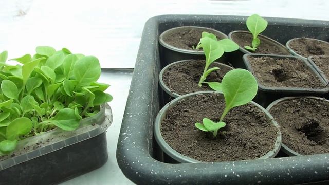 Уход за рассадой табака: пикировка смотреть онлайн