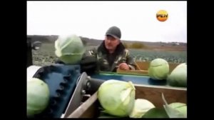 Ленточный конвейер на уборке капусты в фермерском хозяйстве А. Бабушкина