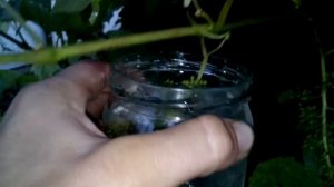 Обработка куста винограда гибберилином.