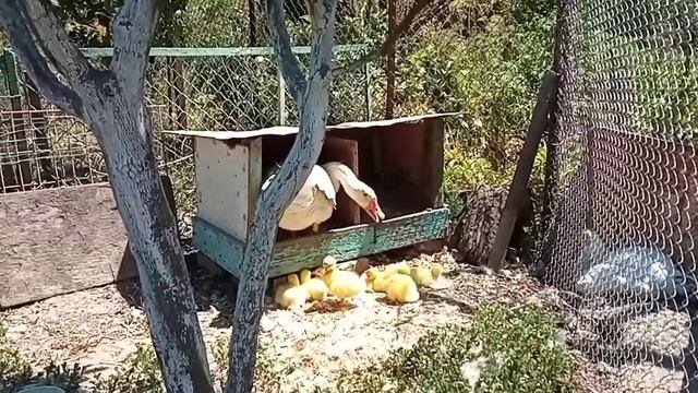 Гусыня вывела гусят 🐥На этом она решила не останавливаться и вывести утят😁Очень интересная история