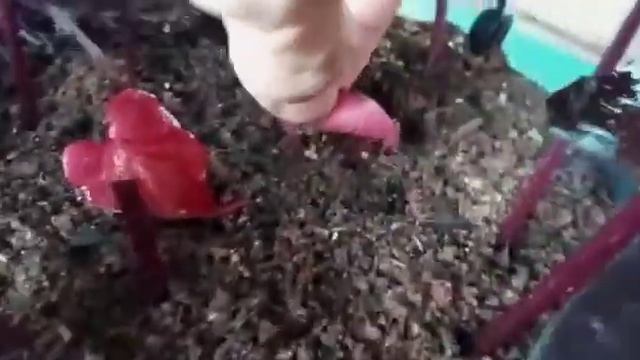 #shorts #Ipomeia roxa, uma maravilha da natureza #shorts смотреть онлайн