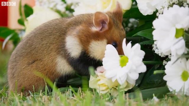 Эти забавные хомячки.These funny hamsters