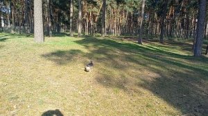 Сны, которые видят хозяева собак😀🐕🖐
