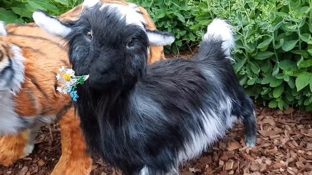 Tiger Amur and goat Timur- realistic toys made to order