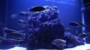 New tank with Otter Point