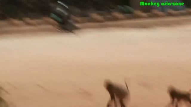 Three Pigtail Monkey Rolex and Sok - Robert Monkey смотреть онлайн