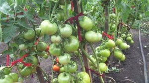 КАК РАСТЯНУТЬ ПЛОДОНОШЕНИЕ ТОМАТОВ? Ольга Чернова.