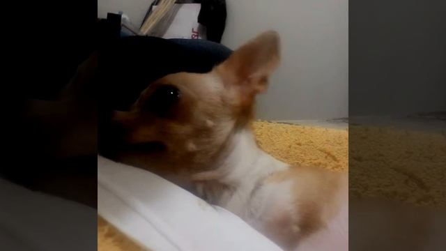 Elvis Empis ,my chihuahua two legs dog смотреть онлайн