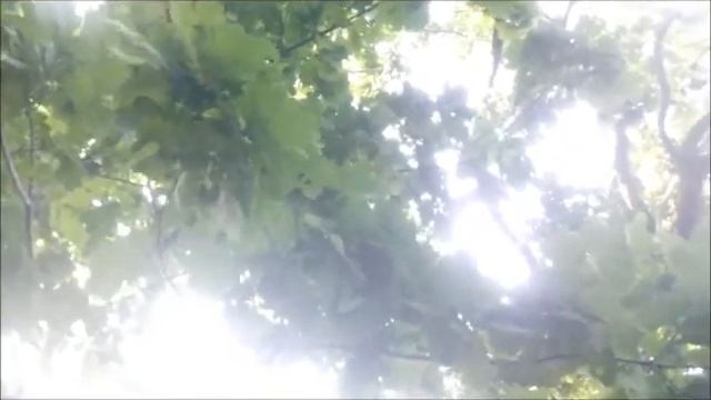 Птица поет в дубовом лесу в конце мая A bird sings in an oak forest at the end of May смотреть онлайн