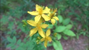 ЛЕЧЕБНЫЕ ТРАВЫ,ЗВЕРОБОЙ .Hypericum, tutsan