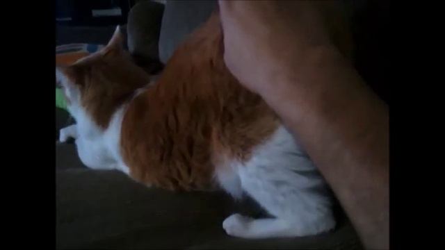 Kobie, The Cat Gets His Butt Scratched смотреть онлайн