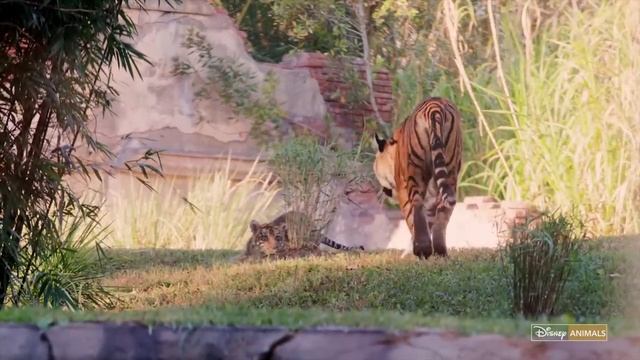 Baby Tiger Cubs смотреть онлайн