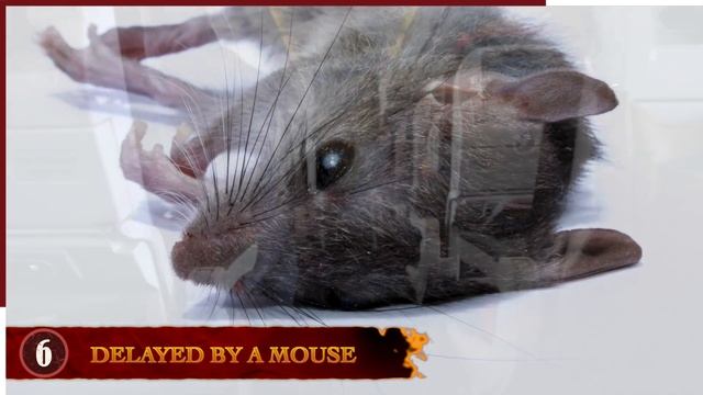 10 Times Stowaway Airplane Animals Went Terribly Wrong!