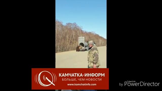 На Камчатке придорожного медведя-воришку отвезли в лес смотреть онлайн