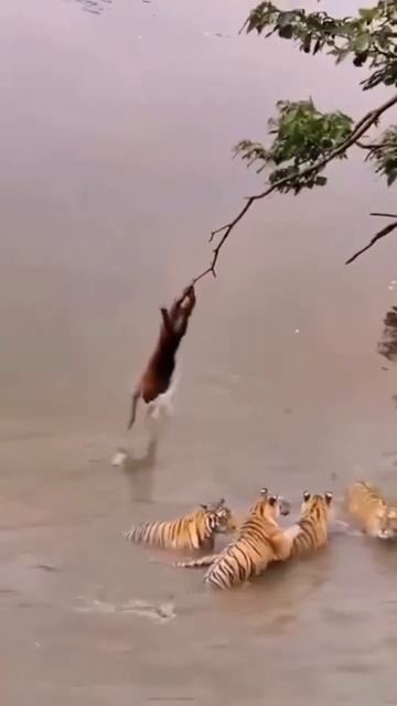 Super Courage l Tom Cruise Stunt by monkey l #video #shots #dangerous #trending смотреть онлайн